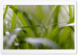 Green Gras for Cats Ultra HD Wallpaper for 4K UHD Widescreen desktop, tablet & smartphone