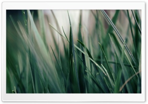 Green Grass Close-up Ultra HD Wallpaper for 4K UHD Widescreen desktop, tablet & smartphone