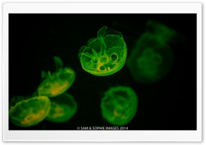 Green Jellyfish Ultra HD Wallpaper for 4K UHD Widescreen desktop, tablet & smartphone