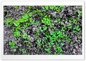 Green Land Ultra HD Wallpaper for 4K UHD Widescreen desktop, tablet & smartphone
