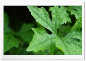 Green Leaf Ultra HD Wallpaper for 4K UHD Widescreen desktop, tablet & smartphone