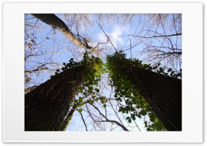 Green leafs climbing up a tree Ultra HD Wallpaper for 4K UHD Widescreen desktop, tablet & smartphone