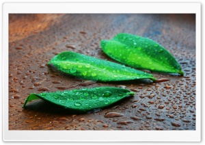 Green Leaves Macro Ultra HD Wallpaper for 4K UHD Widescreen desktop, tablet & smartphone