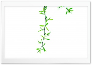 Green Leaves On Branch Ultra HD Wallpaper for 4K UHD Widescreen desktop, tablet & smartphone