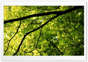 Green Leaves, Tree Branches, Spring Season Ultra HD Wallpaper for 4K UHD Widescreen desktop, tablet & smartphone