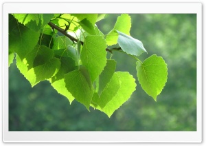 Green Life - Lahijan - Iran Ultra HD Wallpaper for 4K UHD Widescreen desktop, tablet & smartphone