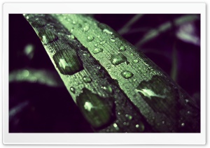 Green Light 13 Ultra HD Wallpaper for 4K UHD Widescreen desktop, tablet & smartphone