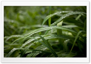 Green Lily Grass, Water Drops Ultra HD Wallpaper for 4K UHD Widescreen desktop, tablet & smartphone