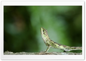 Green Lizard Ultra HD Wallpaper for 4K UHD Widescreen desktop, tablet & smartphone