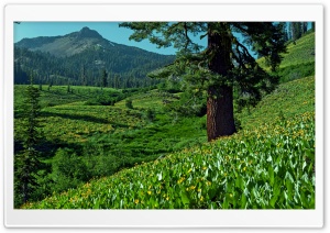 Green Mountain Slopes Ultra HD Wallpaper for 4K UHD Widescreen desktop, tablet & smartphone