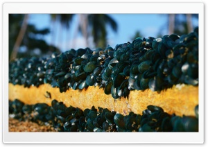 Green Mussel Ultra HD Wallpaper for 4K UHD Widescreen desktop, tablet & smartphone