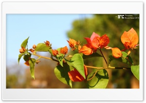 Green Nature Ultra HD Wallpaper for 4K UHD Widescreen desktop, tablet & smartphone