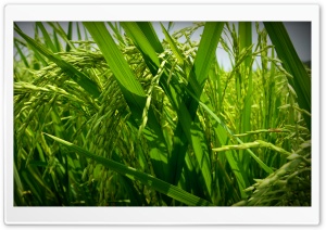 Green Paddy Ultra HD Wallpaper for 4K UHD Widescreen desktop, tablet & smartphone