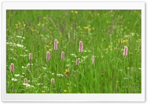 Green Pasture Summer 1 Ultra HD Wallpaper for 4K UHD Widescreen desktop, tablet & smartphone