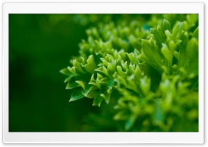 Green Plant Leaves, Macro Ultra HD Wallpaper for 4K UHD Widescreen desktop, tablet & smartphone