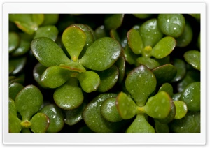 Green Plant Macro Ultra HD Wallpaper for 4K UHD Widescreen desktop, tablet & smartphone