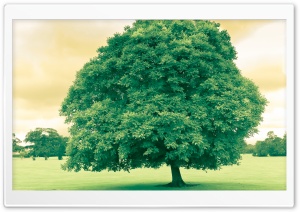 Green Tree Ultra HD Wallpaper for 4K UHD Widescreen desktop, tablet & smartphone