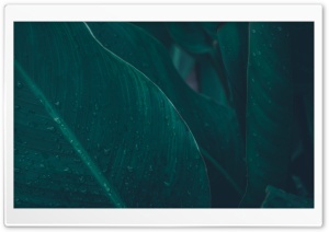 Green Tropical Leaves Ultra HD Wallpaper for 4K UHD Widescreen desktop, tablet & smartphone
