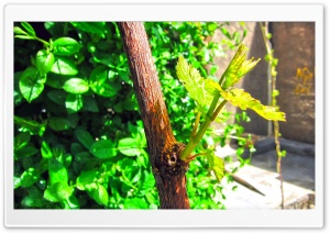 Green Twig Ultra HD Wallpaper for 4K UHD Widescreen desktop, tablet & smartphone