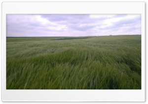 Green Wheat Field Ultra HD Wallpaper for 4K UHD Widescreen desktop, tablet & smartphone
