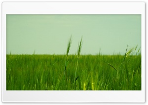 Green wheat fields Ultra HD Wallpaper for 4K UHD Widescreen desktop, tablet & smartphone