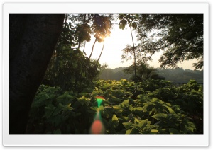 Greenery Ultra HD Wallpaper for 4K UHD Widescreen desktop, tablet & smartphone