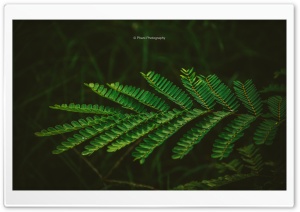 Greenery Ultra HD Wallpaper for 4K UHD Widescreen desktop, tablet & smartphone