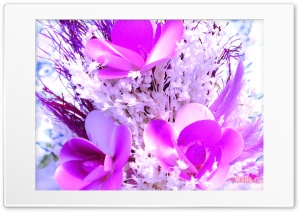 Greeting Ultra HD Wallpaper for 4K UHD Widescreen desktop, tablet & smartphone