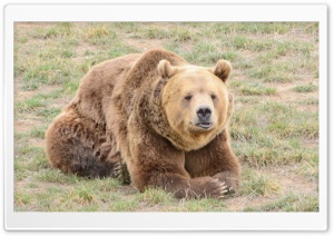Grizzly Bear Ultra HD Wallpaper for 4K UHD Widescreen desktop, tablet & smartphone