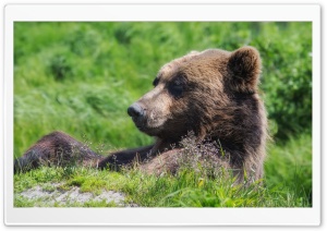 Grizzly Bear Sunning Himself Ultra HD Wallpaper for 4K UHD Widescreen desktop, tablet & smartphone