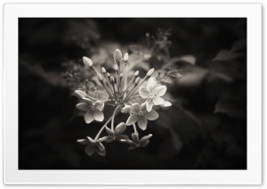 Group of Flowers Ultra HD Wallpaper for 4K UHD Widescreen desktop, tablet & smartphone