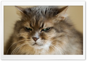 Grumpy Cat Ultra HD Wallpaper for 4K UHD Widescreen desktop, tablet & smartphone