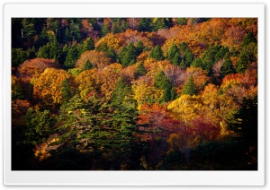 Hachimantai Forest Ultra HD Wallpaper for 4K UHD Widescreen desktop, tablet & smartphone