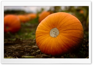 Halloween Is Just Around The Corner Ultra HD Wallpaper for 4K UHD Widescreen desktop, tablet & smartphone