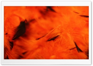 Halloween Orange Background Ultra HD Wallpaper for 4K UHD Widescreen desktop, tablet & smartphone