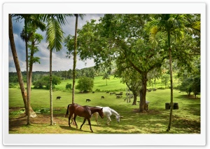 Happy Farm Ultra HD Wallpaper for 4K UHD Widescreen desktop, tablet & smartphone