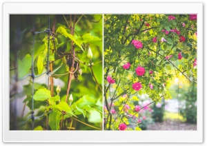 Happy Fence Ultra HD Wallpaper for 4K UHD Widescreen desktop, tablet & smartphone