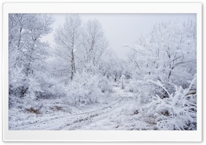 Hard Rime on Trees, Winter, White Landscape, Road Ultra HD Wallpaper for 4K UHD Widescreen desktop, tablet & smartphone