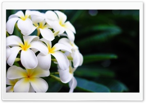 Hawaii Flowers Ultra HD Wallpaper for 4K UHD Widescreen desktop, tablet & smartphone