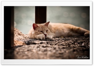 Hd Cat Kedi Resimleri Ultra HD Wallpaper for 4K UHD Widescreen desktop, tablet & smartphone