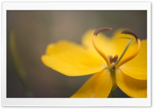 Heart Flower Ultra HD Wallpaper for 4K UHD Widescreen desktop, tablet & smartphone