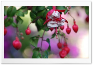 Heart Flowers Ultra HD Wallpaper for 4K UHD Widescreen desktop, tablet & smartphone