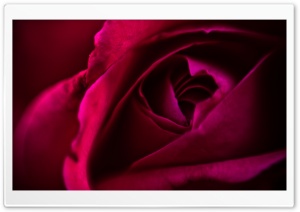 Heart Rose Ultra HD Wallpaper for 4K UHD Widescreen desktop, tablet & smartphone