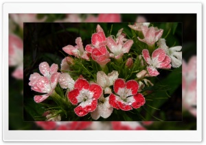 Heavy Dew Ultra HD Wallpaper for 4K UHD Widescreen desktop, tablet & smartphone