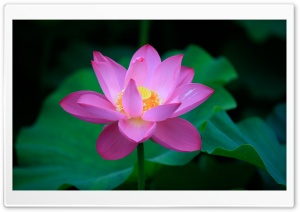Hehua Ultra HD Wallpaper for 4K UHD Widescreen desktop, tablet & smartphone