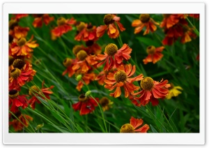 Helenium Flowers Blooming Ultra HD Wallpaper for 4K UHD Widescreen desktop, tablet & smartphone