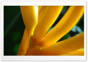 Heliconia Blades Macro Ultra HD Wallpaper for 4K UHD Widescreen desktop, tablet & smartphone