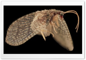 Hemerobiidae, Brown Lacewing, Macro Photography Ultra HD Wallpaper for 4K UHD Widescreen desktop, tablet & smartphone