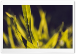 Herb Ultra HD Wallpaper for 4K UHD Widescreen desktop, tablet & smartphone
