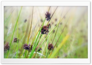 Herbs, Summer Ultra HD Wallpaper for 4K UHD Widescreen desktop, tablet & smartphone